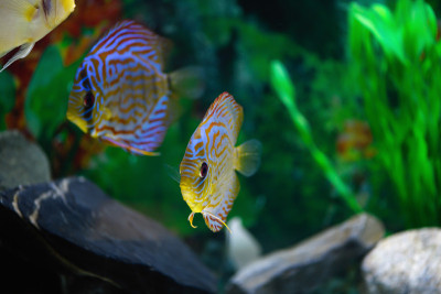 在鱼缸里掷铁饼。鱼在水族馆里游泳