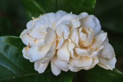 阿拉伯茉莉花(茉莉花sambac)花在树上