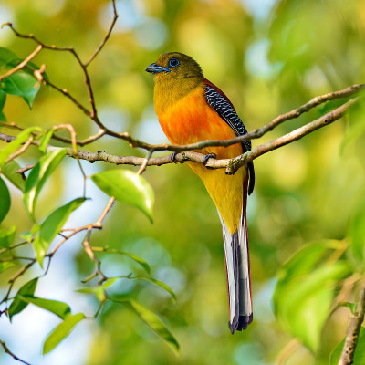 Orange-breasted咬鹃