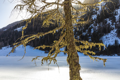 etrachsee