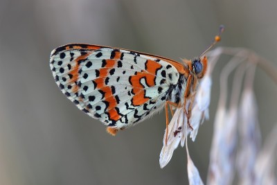 蝶斑贝母(Melitaea didyma)