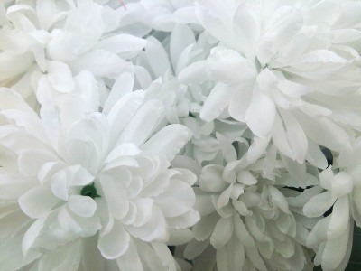 菊花在白色的人造花上