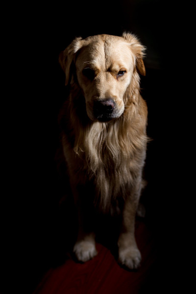 金毛猎犬