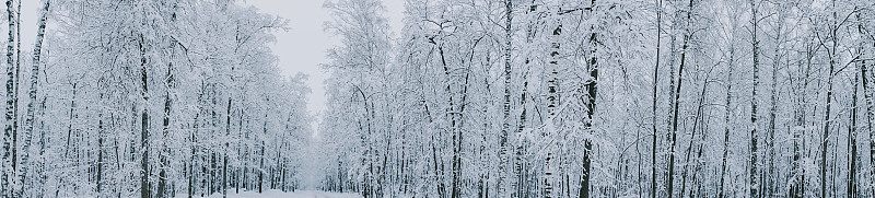 在冰雪覆盖的森林里的一条路