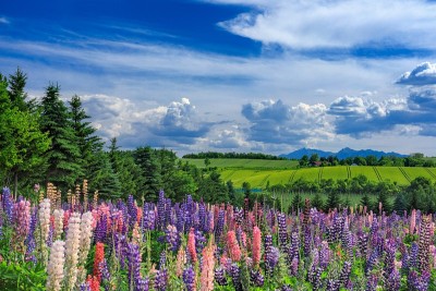 日本北海道上村镇初夏美景