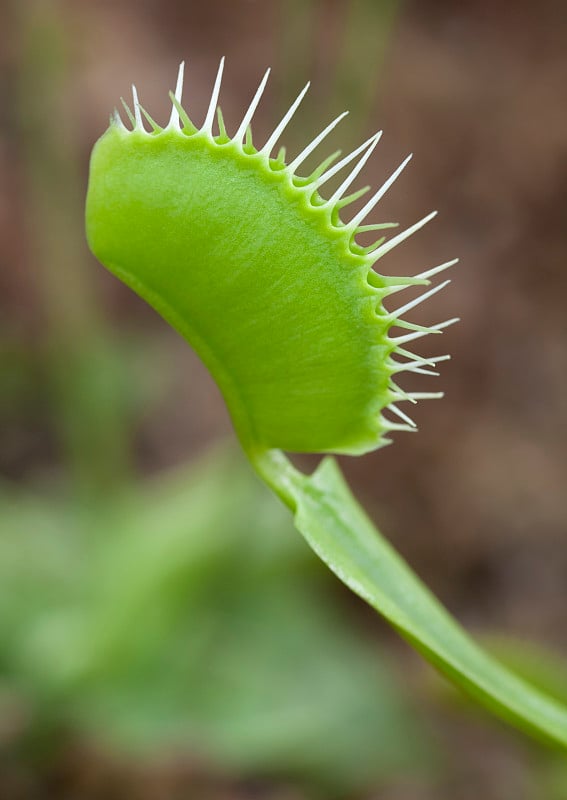 维纳斯捕蝇草特写