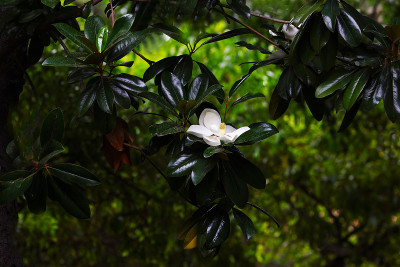广玉兰花