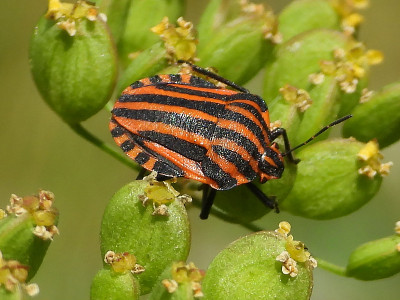 丑角虫（Graphosoma lineatum）