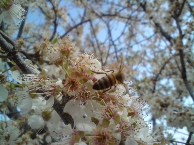 蜜蜂