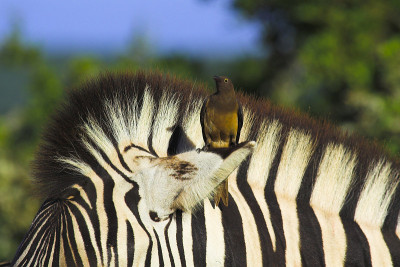 少年Oxpecker
