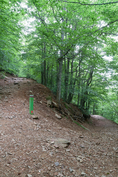 山