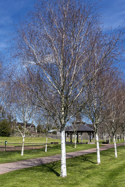 喜马拉雅桦树(Betula utilisat)