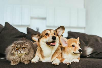 威尔士柯基犬和英国长毛猫在家里的沙发上