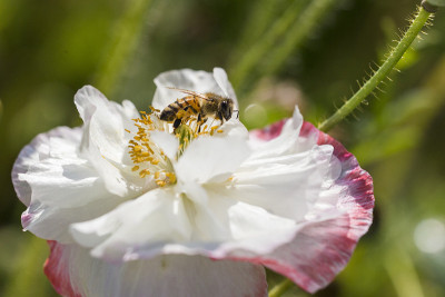 蜜蜂