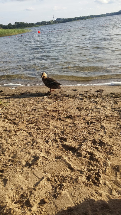 鸟在海滩