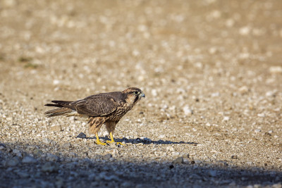 南非Kgalagadi越境公园的Lanner Falcon