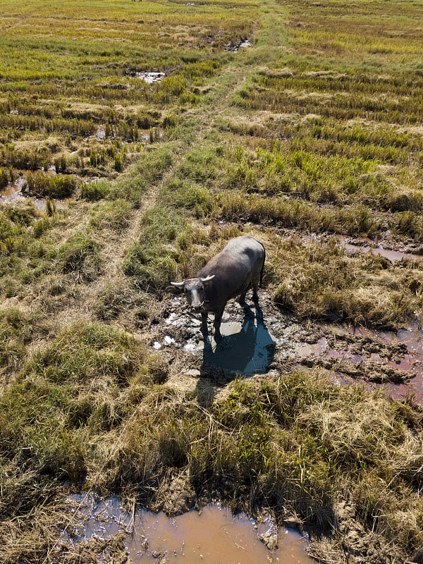 Aerial view of buffaloes grazing in rice paddy fie