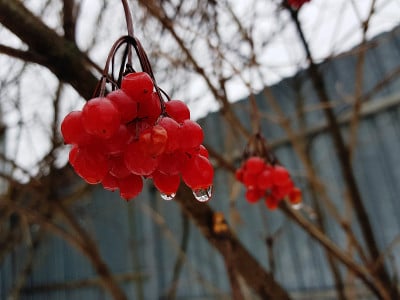 一束美丽的荚蒾或山梣树，在冬天或春天的雪地上生长