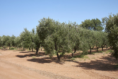 油橄榄(Olea europaea)是夏季的树种