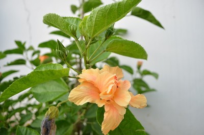 木槿是锦葵科的一个开花植物属，锦葵科。原产于全球暖温带、亚热带和热带地区。木本灌木或乔木观赏植物。