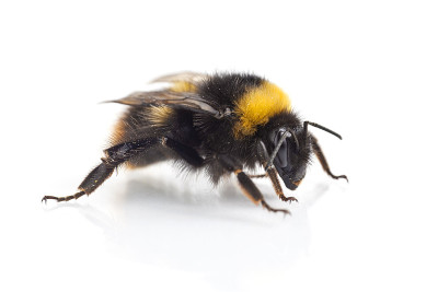 大黄蜂(bombus terrestris)