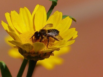 昆虫、蜜蜂、