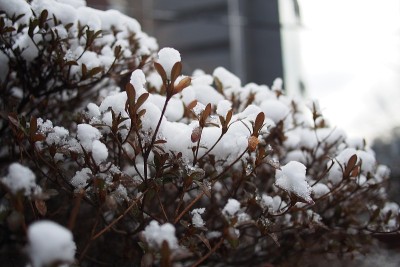它像雪花一样美丽
