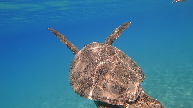 海龟在蓝色海水中游泳水生动物水下照片