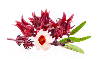 白色背景上的芙蓉花