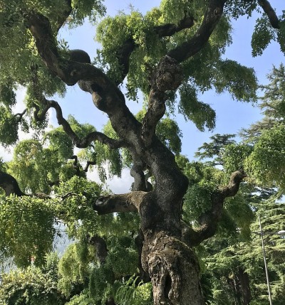 弯曲的树