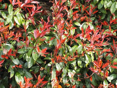 红叶石楠的红芽