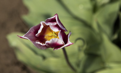 2019 年郁金香节