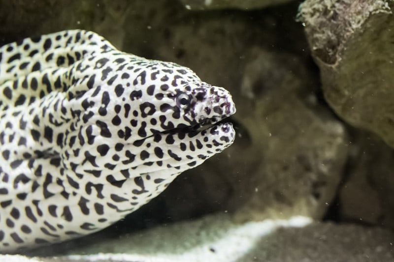 黑斑豹海鳗与他的脸在特写，一个热带水族鱼宠物