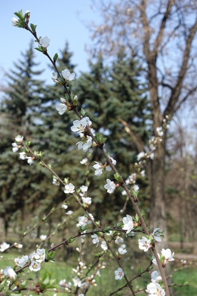绒毛Prunus枝与白色的花对抗蓝天