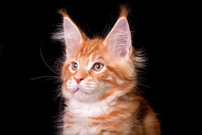 黑色背景上的缅因猫。