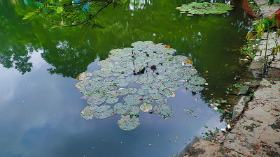 Dhanmondi湖的睡莲