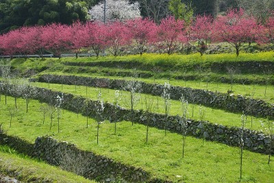 桃花节(日本岛根县大池安)