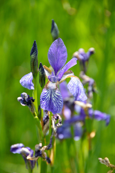 虹膜sibirica