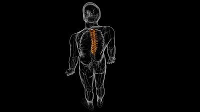 人体骨骼脊柱胸椎解剖3D