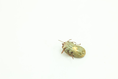 狗蜱虫