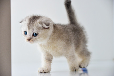 猫，猫，猫