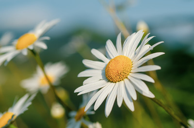 野甘菊花