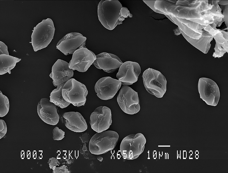 七叶树花粉在电子显微镜下