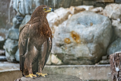 草原鹰是一种猛禽，它骄傲地坐在鸟舍里。Aquila nipalensis