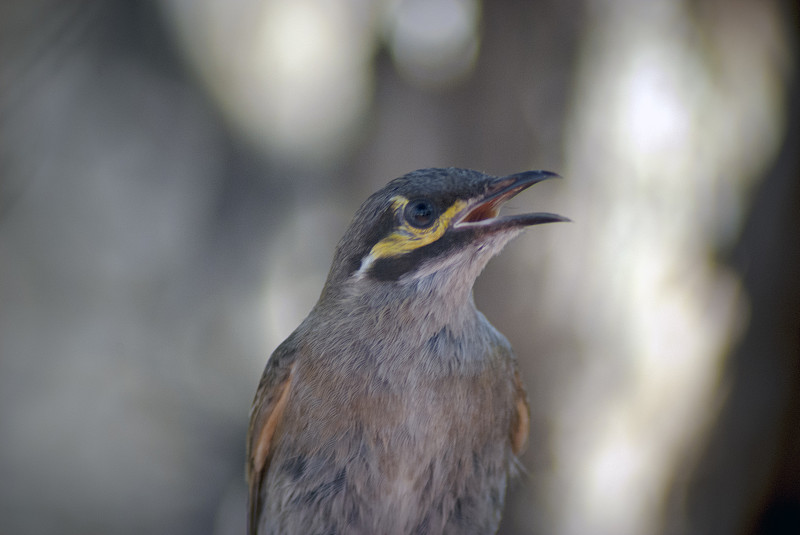 黄脸蜜蜂(Lichenostromus Chrysops)夏天在金星湾，澳大利亚维多利亚州