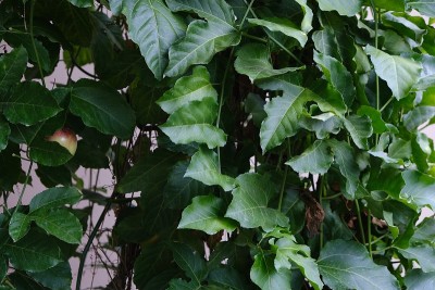 百香果灌木与许多绿色的叶子和果实隐藏在他们。