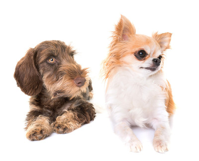 小铁毛腊肠犬和吉娃娃犬