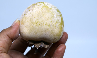 柿子或kesemek