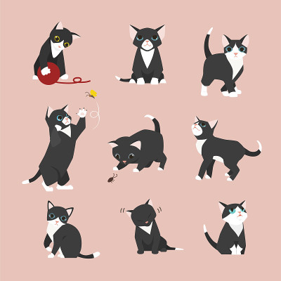 可爱的小黑猫。