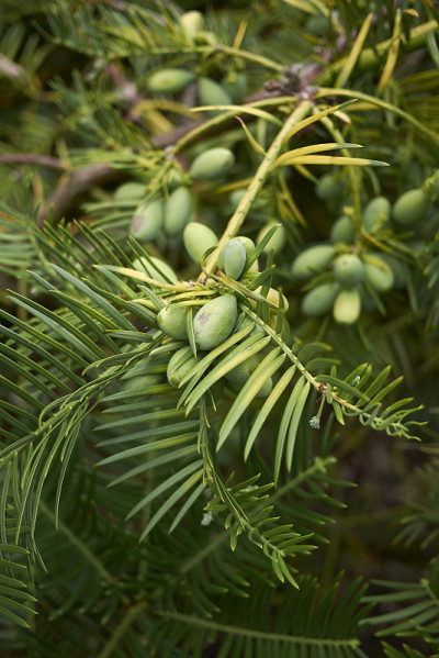 Cephalotaxus